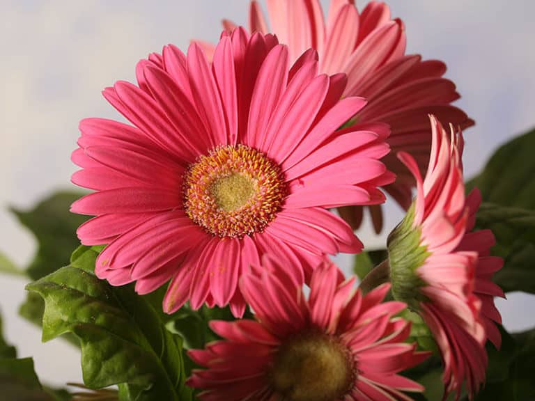 28 Pink Flower Names, Growing Tips And Ideas 2023