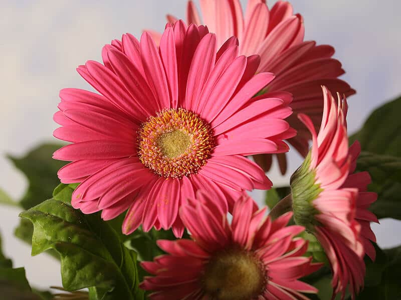 Gerbera Pink Flower