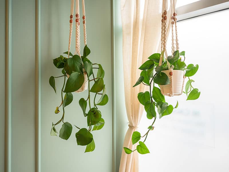 Green Vine Plant Hanging