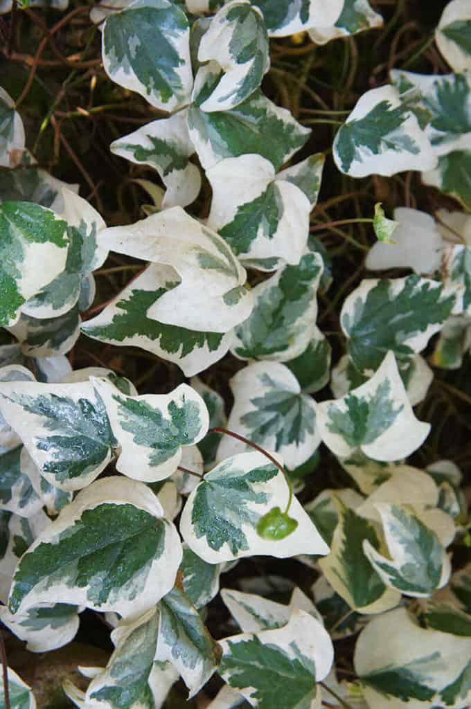 Hedera Canariensis Variegata Plant