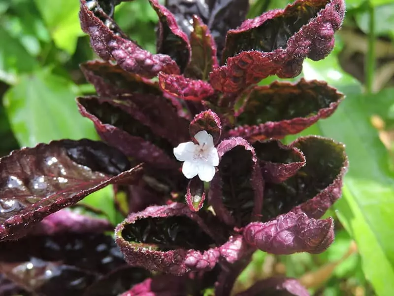 Hemigraphis Alternata Red