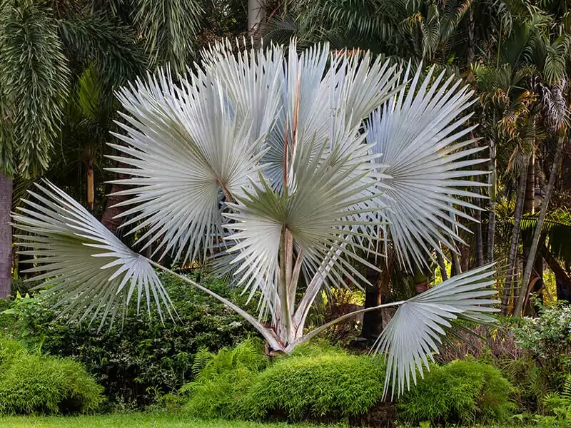 Latania Palm