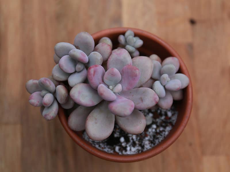 Moonstone Succulent Pink