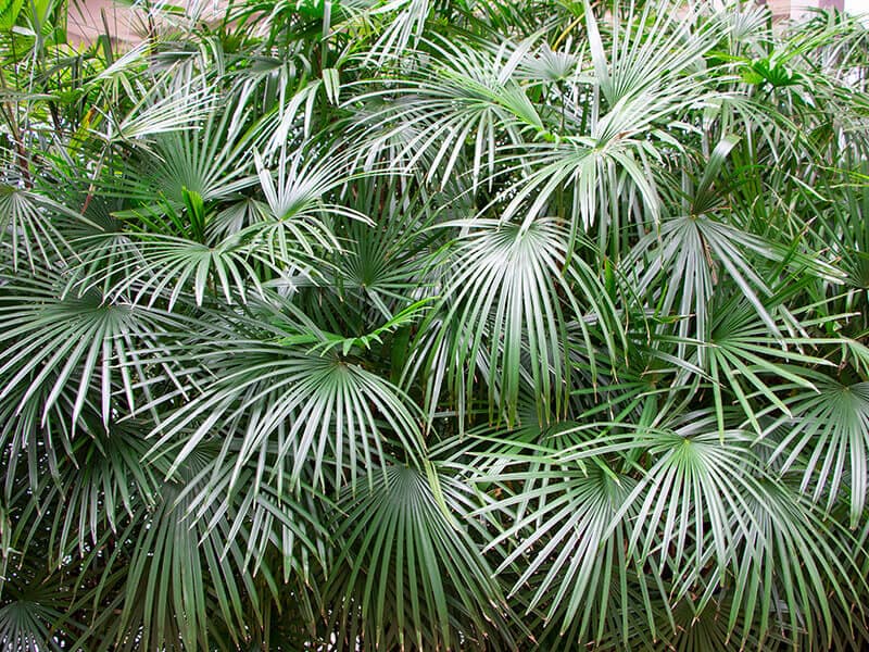 Needle Palm