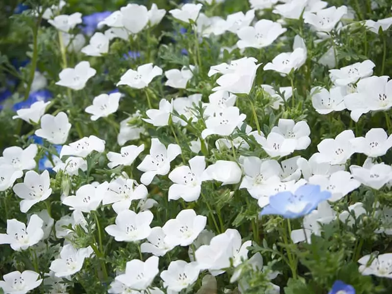 Nemophila Snowstorm