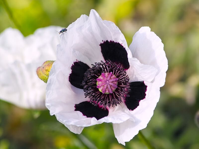 Oriental Poppy Royal Wedding