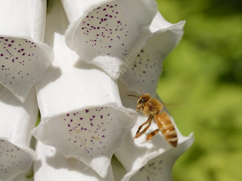 Pantaloons Foxglove