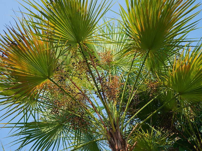 Paurotis Palm