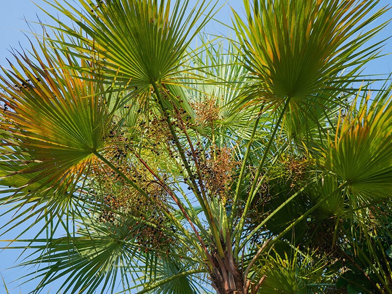 Paurotis Palm