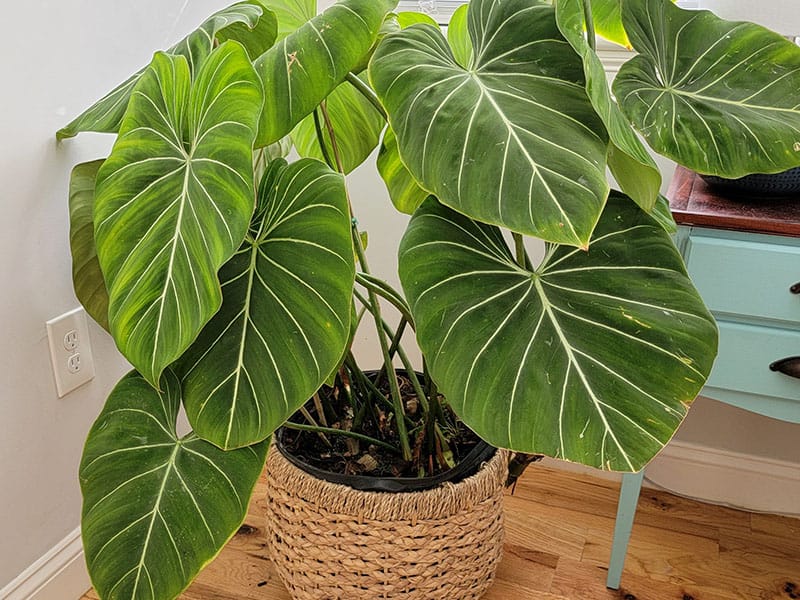 Philodendron Gloriosum