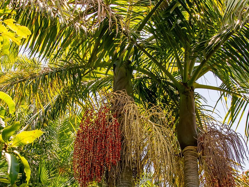 Piccabeen Palm