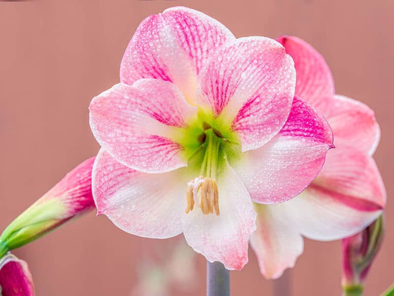Pink Amaryllis Flower