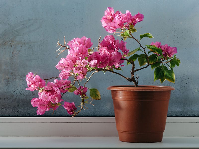 Pink Bougainvillea Growing