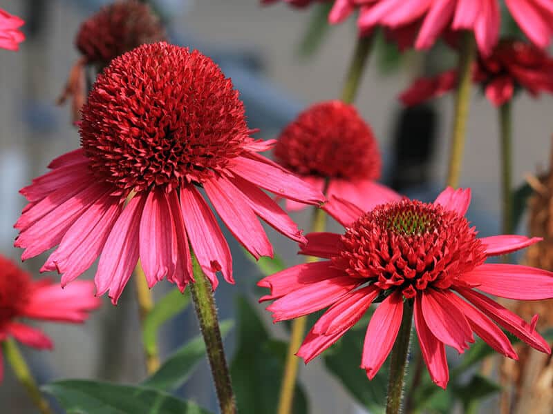 Pink Coneflowers