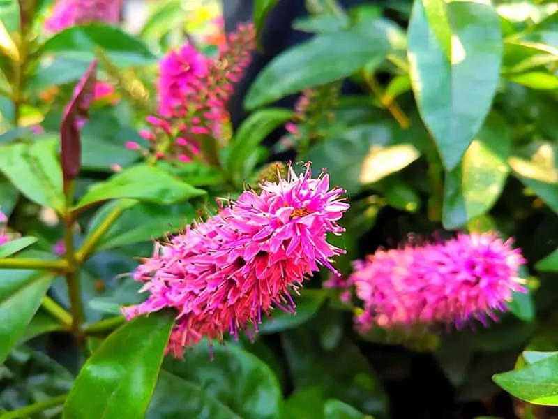 Pink Delight Butterfly Bush