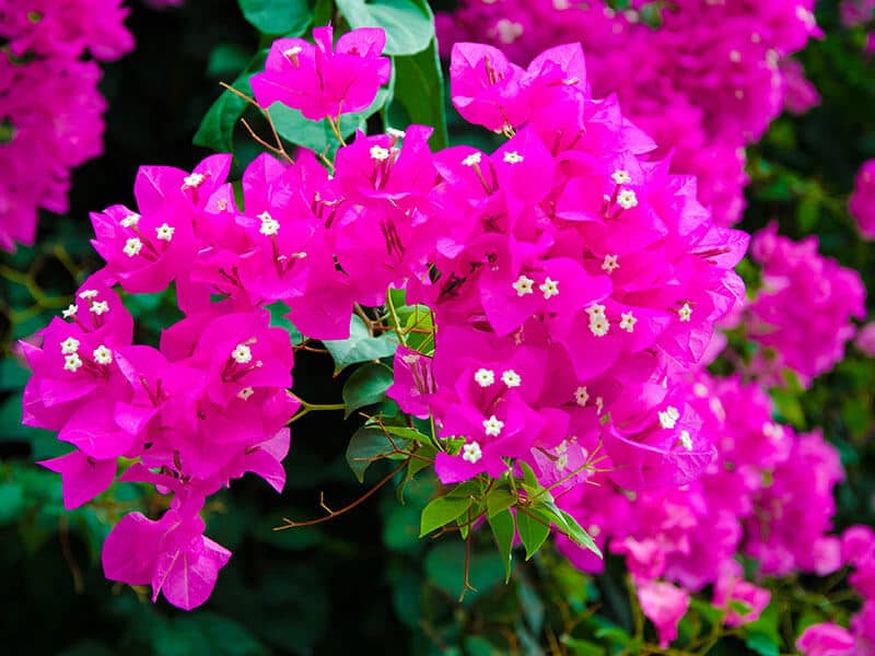 Pink Flower Bougainvillea