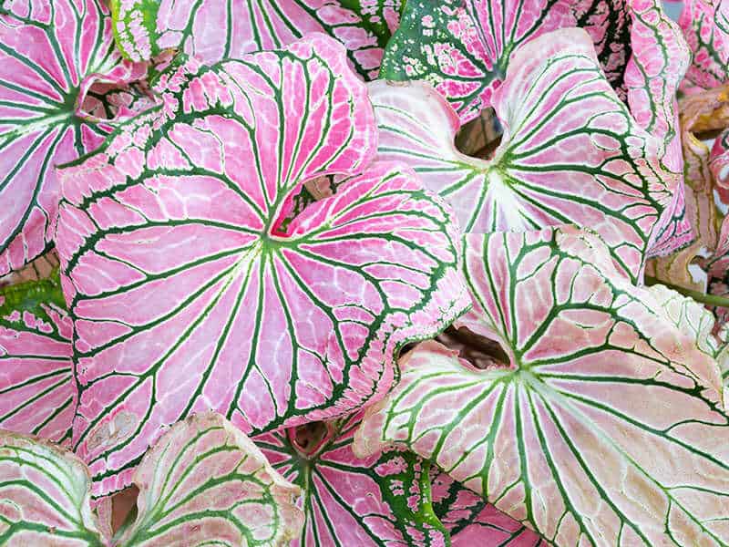 Pink Heart Shaped Leaf Plant