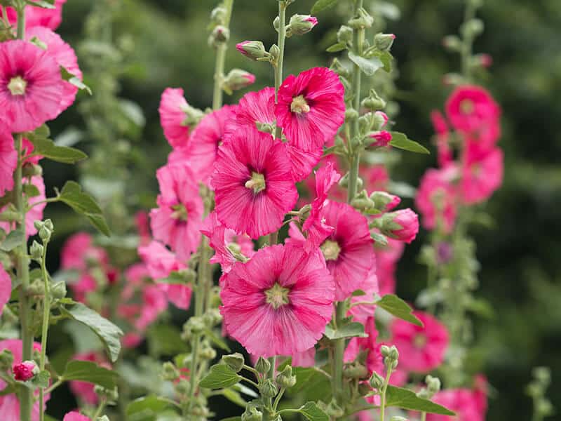 Pink Hollyhock Flower