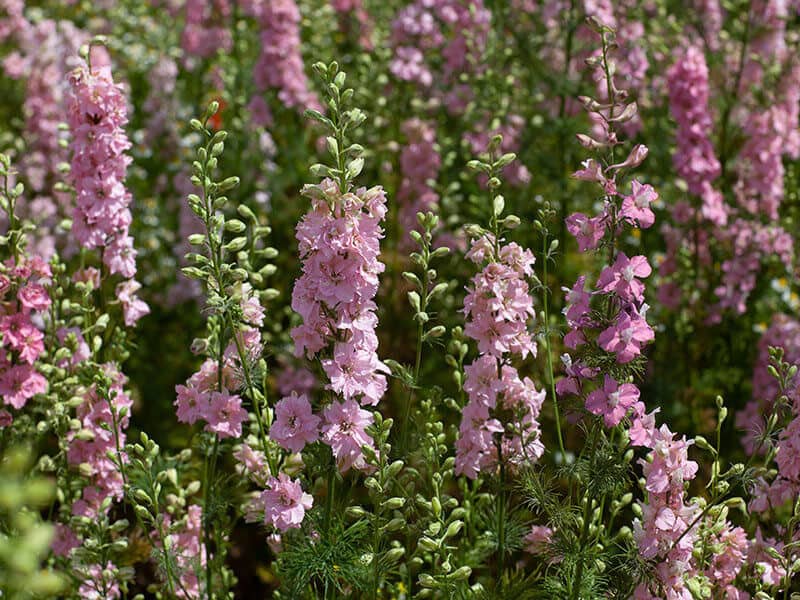 Pink Purple Delphinium