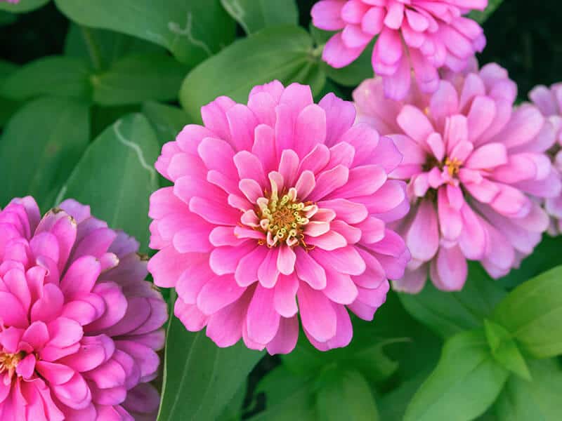 Pink Zinnia Flower