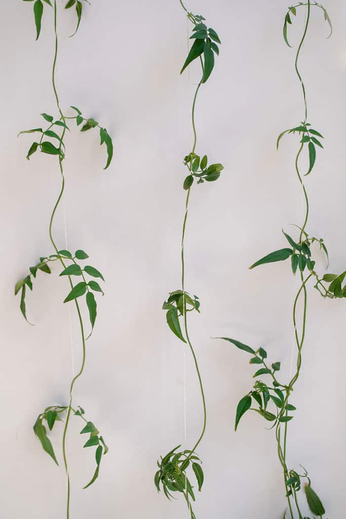 Plant Curly White Jasmine