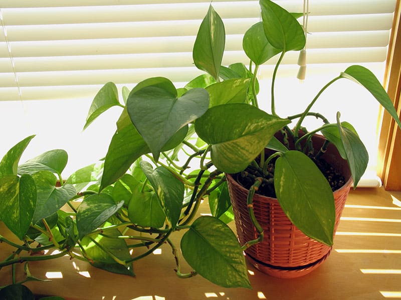 Plant Pothos Has Been