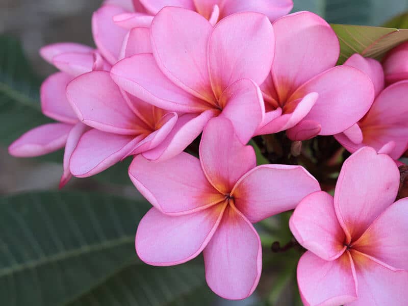 Plumeria Rubra Frangipani