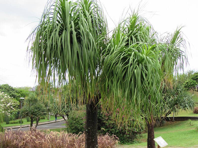 Ponytail Palm