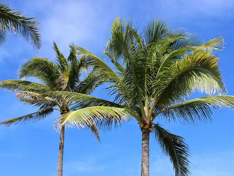 Queen Palms