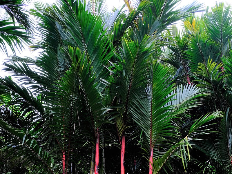 Red Sealing Wax Palm