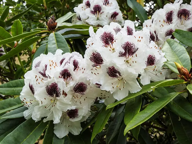 Rhododendron Sappho