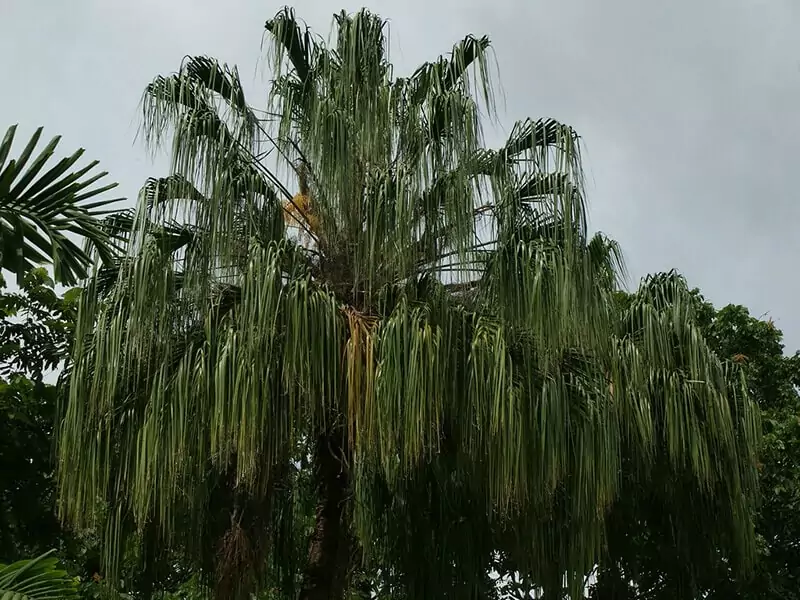 Ribbon Fan Palm