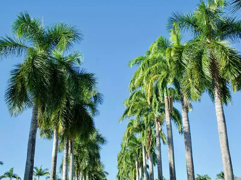 Royal Palm