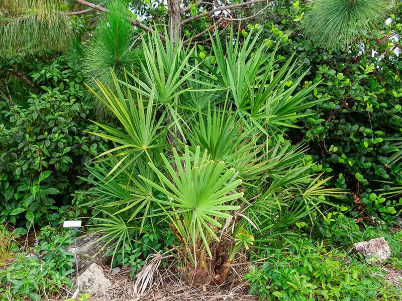 Saw Palmetto