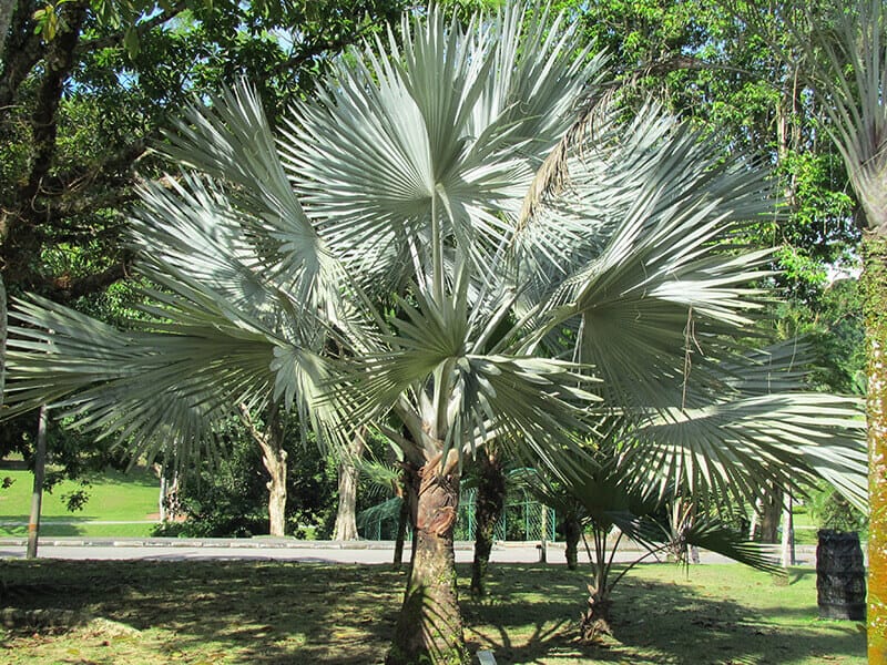 Silver Bismarck Palm