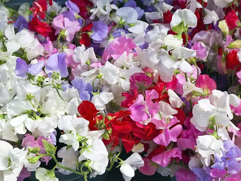 Sweet Peas Horizontal