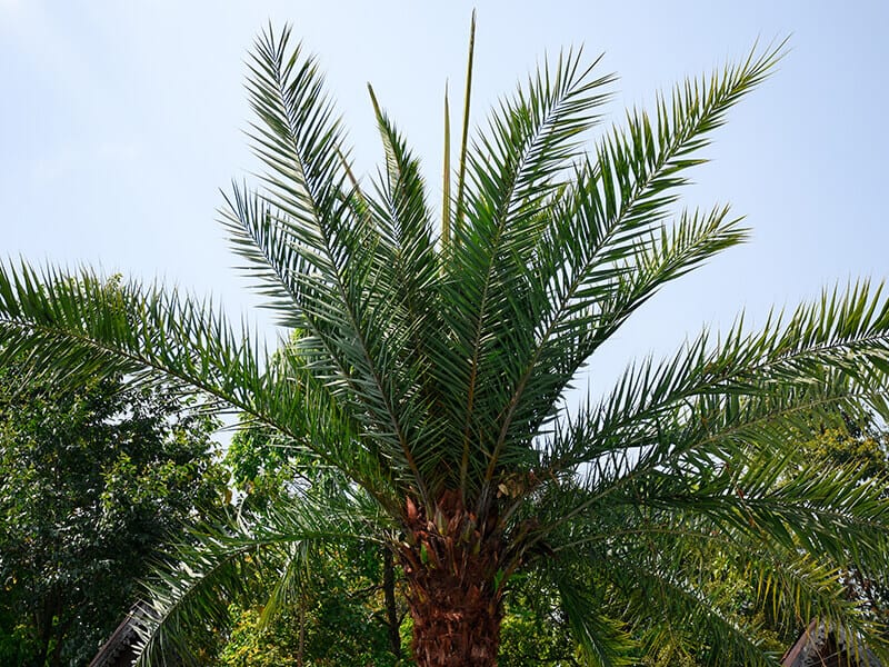 Sylvester Palm