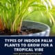 Types Of Indoor Palm Plants