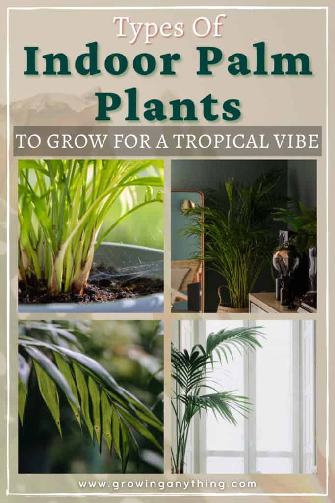 Types Of Indoor Palm Plants