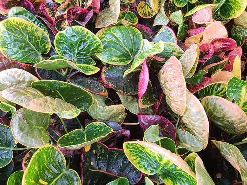 Variegated Croton