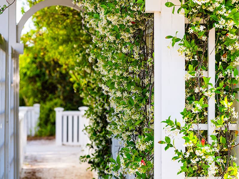 Vine Plant Flowers