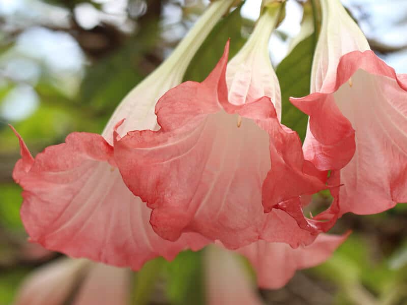 White Angel Trumpet