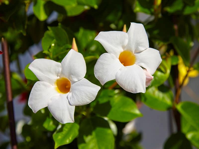 White Flower Mandevilla