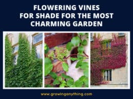 Flowering Vines For Shade