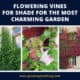 Flowering Vines For Shade