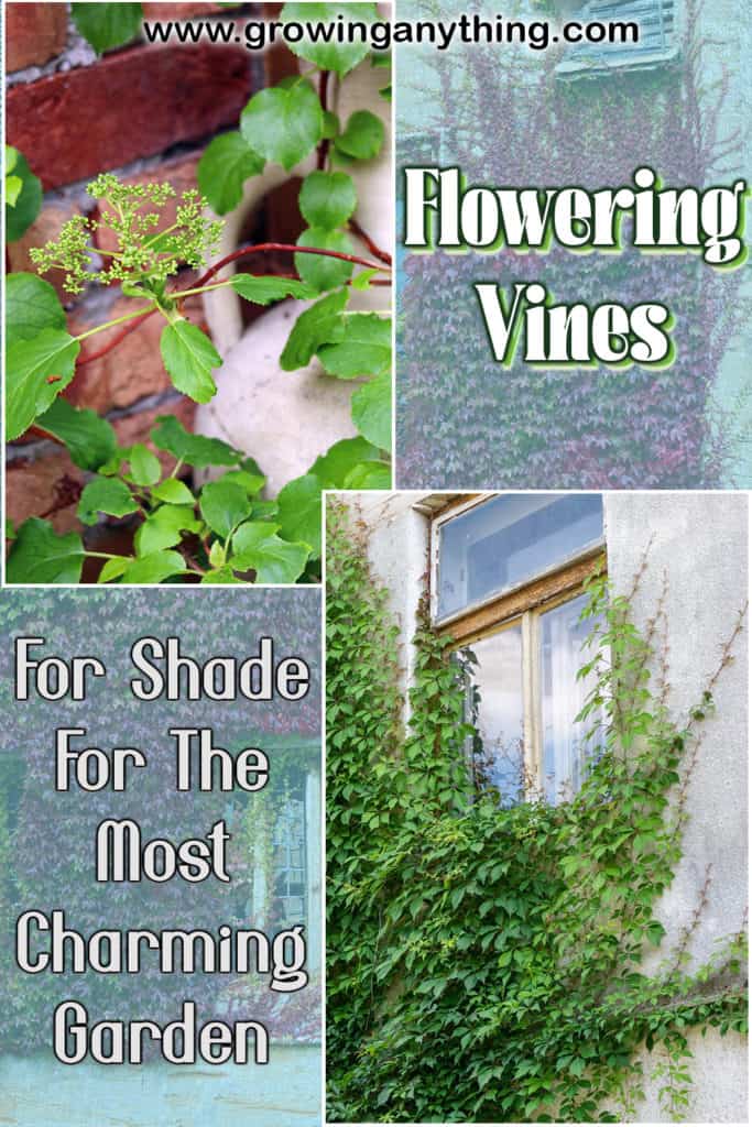Flowering Vines For Shade