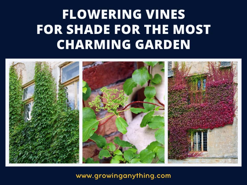 21 Flowering Vines For Shade For The Most Charming Garden