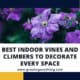 Indoor Vines And Climbers