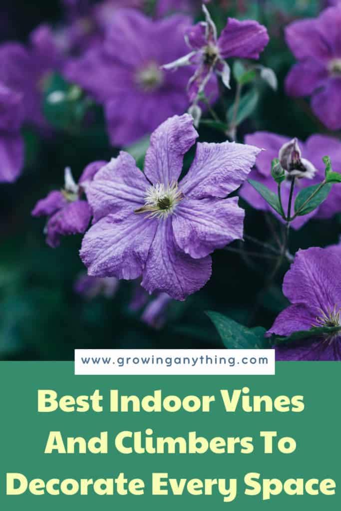 Indoor Vines And Climbers