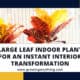 Large Leaf Indoor Plant